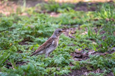 Çimenlikteki ahşap kuş Fieldfare. Fieldfare, Turdus pilaris. Yiyecek toplayan ebeveyn hayvanlara yakın çekim.