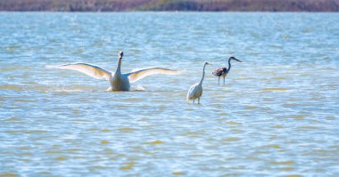 Zarif su kuşları, beyaz kuğu ve gölde yüzen beyaz ve gri balıkçıllar. Dilsiz kuğu, Lat. Cygnus olor ve Small White Heron, lat. Egretta garzetta