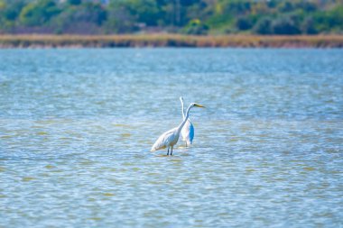 Gölde iki beyaz balıkçıl duruyor. Küçük balıkçıl, latin. Egretta Garzetta, sığ sulardaki balıklara bakıyor.