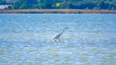Beyaz balıkçıl gölde duruyor. Küçük balıkçıl, latin. Egretta Garzetta, sığ sulardaki balıklara bakıyor.
