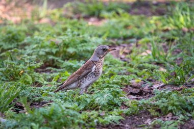 Çimenlikteki ahşap kuş Fieldfare. Fieldfare, Turdus pilaris. Yiyecek toplayan ebeveyn hayvanlara yakın çekim.