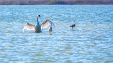 Zarif su kuşları, beyaz kuğu ve gölde yüzen beyaz ve gri balıkçıllar. Dilsiz kuğu, Lat. Cygnus olor ve Small White Heron, lat. Egretta garzetta