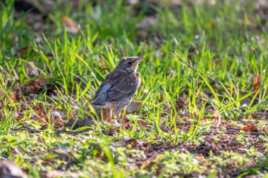 Turdus Pilaris adında bir tarla civcivi yuvayı terk etti ve baharda çimlere oturdu. Sahada yaşayan bir civciv yerde oturur ve ebeveynlerinden yiyecek bekler. Bahar Ormanından vahşi yaşam sahnesi.