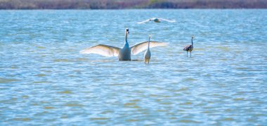 Zarif su kuşları, beyaz kuğu ve gölde yüzen beyaz ve gri balıkçıllar. Dilsiz kuğu, Lat. Cygnus olor ve Small White Heron, lat. Egretta garzetta