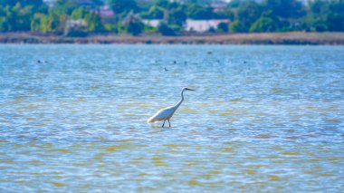 Beyaz balıkçıl gölde duruyor. Küçük balıkçıl, latin. Egretta Garzetta, sığ sulardaki balıklara bakıyor.