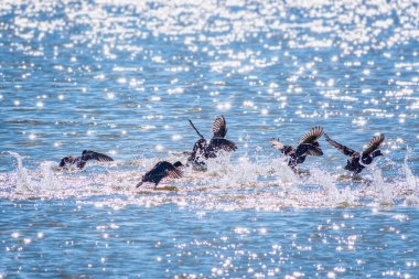 Kırmızı gagalı bir siyah kuş sürüsü, sık sık kırlangıçlar gölde yüzer. Sıradan bir bozkır tavuğu, Lat. Suda Gallinula kloropusu