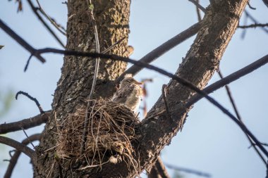 Ardıç Kuşunun yavruları, Turdus Pilaris, bir yuvada. Tarla civcivleri vahşi doğada.