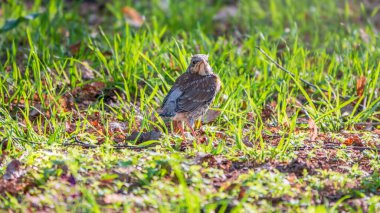 Turdus Pilaris adında bir tarla civcivi yuvayı terk etti ve baharda çimlere oturdu. Sahada yaşayan bir civciv yerde oturur ve ebeveynlerinden yiyecek bekler. Bahar Ormanından vahşi yaşam sahnesi.