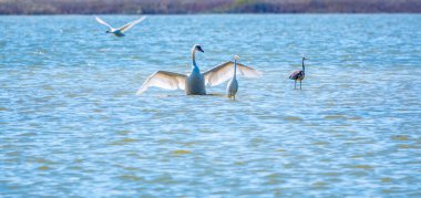 Zarif su kuşları, beyaz kuğu ve gölde yüzen beyaz ve gri balıkçıllar. Dilsiz kuğu, Lat. Cygnus olor ve Small White Heron, lat. Egretta garzetta