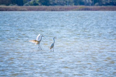 Gölde iki beyaz balıkçıl duruyor. Küçük balıkçıl, latin. Egretta Garzetta, sığ sulardaki balıklara bakıyor.