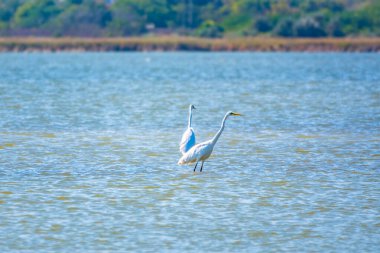 Gölde iki beyaz balıkçıl duruyor. Küçük balıkçıl, latin. Egretta Garzetta, sığ sulardaki balıklara bakıyor.