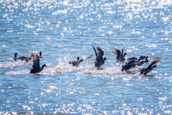 Kırmızı gagalı bir siyah kuş sürüsü, sık sık kırlangıçlar gölde yüzer. Sıradan bir bozkır tavuğu, Lat. Suda Gallinula kloropusu