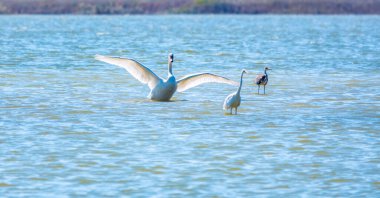 Zarif su kuşları, beyaz kuğu ve gölde yüzen beyaz ve gri balıkçıllar. Dilsiz kuğu, Lat. Cygnus olor ve Small White Heron, lat. Egretta garzetta