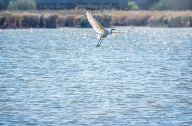 Uçarken küçük balıkçıl. Küçük balıkçıl, latin. Egretta garzetta