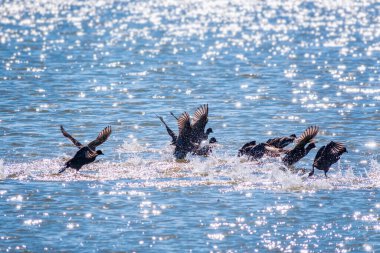 Kırmızı gagalı bir siyah kuş sürüsü, sık sık kırlangıçlar gölde yüzer. Sıradan bir bozkır tavuğu, Lat. Suda Gallinula kloropusu