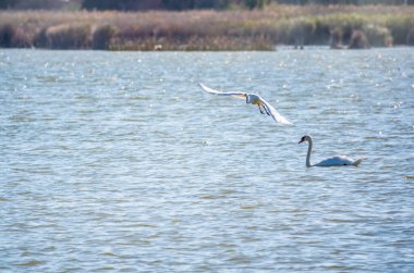 Küçük balıkçıl kuşunun beyaz kuğuyla gölün üzerinde uçuşu. Küçük balıkçıl, latin. Egretta Garzetta ve dilsiz kuğu. Kuğu rengi