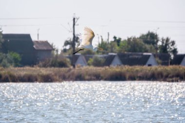 Uçarken küçük balıkçıl. Balıkçıl şehir göletinin üzerinde uçar. Küçük balıkçıl, latin. Egretta garzetta