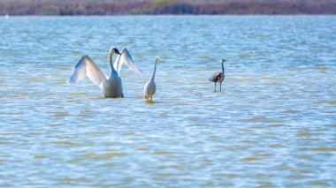 Zarif su kuşları, beyaz kuğu ve gölde yüzen beyaz ve gri balıkçıllar. Dilsiz kuğu, Lat. Cygnus olor ve Small White Heron, lat. Egretta garzetta