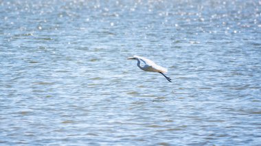 Uçarken küçük balıkçıl. Küçük balıkçıl, latin. Egretta garzetta