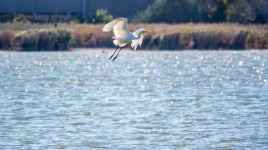 Uçarken küçük balıkçıl. Küçük balıkçıl, latin. Egretta garzetta