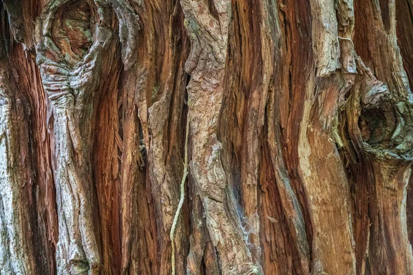 Texture of the relief bark of an old tree. Natural old tree bark background