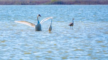 Zarif su kuşları, beyaz kuğu ve gölde yüzen beyaz ve gri balıkçıllar. Dilsiz kuğu, Lat. Cygnus olor ve Small White Heron, lat. Egretta garzetta
