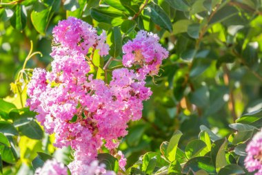 Lagerstroemia 'nın pembe çiçekleri ya da gün batımında mersin çiçekleri. Taze bahar ya da yaz. Doğal çiçek arka planı.