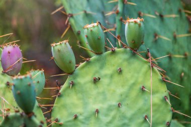 Dikensiz Armut Kaktüsü ya da Kaplan Dilli Kaktüs. opuntia cacanapa ellisiana, meyveleri yakın plan.