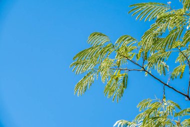 Akasya yaprakları mavi gökyüzü arka planında yaz güneşinde. Lezzetli yeşil akasya yapraklarına odaklan mavi bulutsuz gökyüzüne karşı.