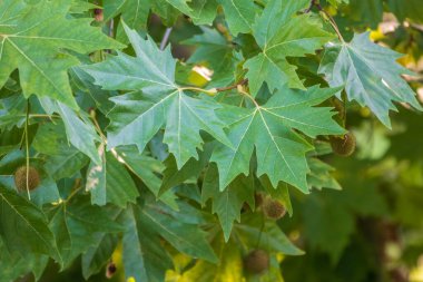 Gün batımında yeşil yapraklar ve Pltatanus oreintalis ağacının genç fütüsü. Platanus orientalis, Eski Dünya çınarı ya da Doğu düzlemi.