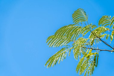 Akasya yaprakları mavi gökyüzü arka planında yaz güneşinde. Lezzetli yeşil akasya yapraklarına odaklan mavi bulutsuz gökyüzüne karşı.