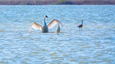 Zarif su kuşları, beyaz kuğu ve gölde yüzen beyaz ve gri balıkçıllar. Dilsiz kuğu, Lat. Cygnus olor ve Small White Heron, lat. Egretta garzetta