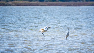 Gölde iki beyaz balıkçıl duruyor. Küçük balıkçıl, latin. Egretta Garzetta, sığ sulardaki balıklara bakıyor.