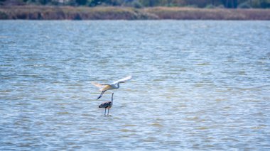 Zarif su kuşları, gölde yüzen beyaz ve gri balıkçıllar. Küçük balıkçıl, latin. Egretta Garzetta ve Grey Heron Ardea Cinerea