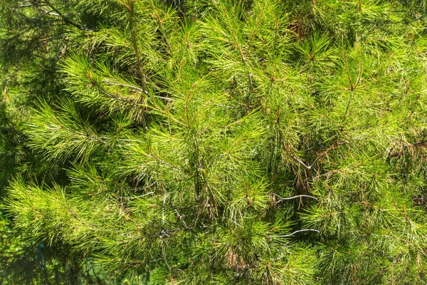 Closeup photo of green needle pine tree. Small pine cones at the end of branches. Blurred pine needles in background. Background of Christmas tree branches.