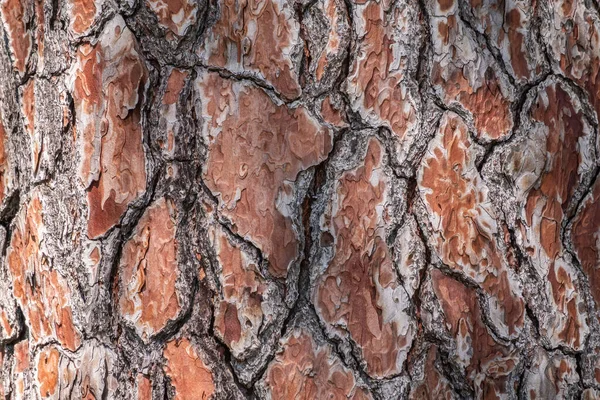 Bark of pine tree. Seamless tree bark background. Brown texture of the old tree. Natural coniferous bark background