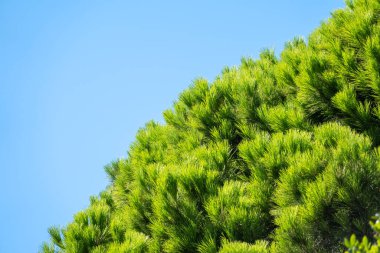 Mavi gökyüzünün arka planında uzun iğneler olan yeşil çam ağacı. Uzun iğneli yemyeşil çam ağacından bir taç. Tazelik, doğa, konsept. Latince: Pinus brutia