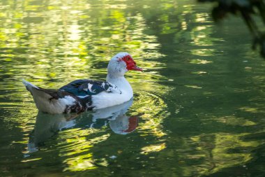 Kızıl saçlı beyaz ve siyah ördek, Moskovalı ördek, gölette yüzüyor. Moskovalı ördek, Lat. Cairina Moschata, Meksika, Orta ve Güney Amerika 'ya özgü büyük bir ördektir..