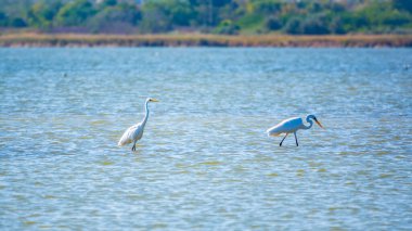 Gölde iki beyaz balıkçıl duruyor. Küçük balıkçıl, latin. Egretta Garzetta, sığ sulardaki balıklara bakıyor.