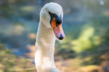 Yeşil su arka planında uzun boyunlu zarif beyaz bir kuğunun portresi. Dilsiz kuğu, Cygnus rengi.