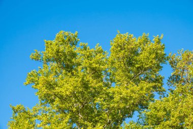 Mavi gökyüzü arka planında Pltatanus oreintalis ağacının yeşil yaprakları. Platanus orientalis, Eski Dünya çınarı ya da Doğu düzlemi.