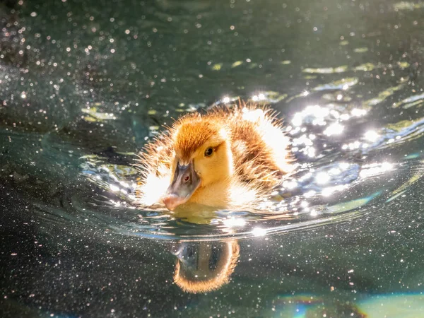 Cute little duckling swimming alone in a lake with green water. Agriculture, Farming. Happy duck. Cute and humor