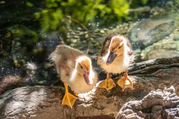 Cute little ducklings standing in a lake coast. Agriculture, Farming. Happy duck. Cute and humor