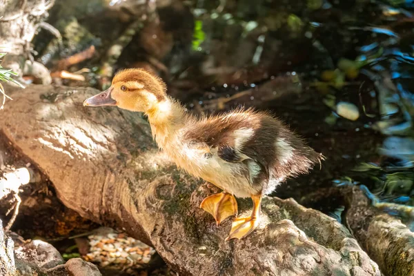 Cute little ducklings standing in a lake coast. Agriculture, Farming. Happy duck. Cute and humor