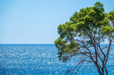 Açık güneşli bir günde, deniz zemininde yeşil yaprakları olan uzun ağaç. Bir deniz manzarasının yaz fotoğrafı.
