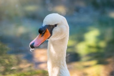 Yeşil su arka planında uzun boyunlu zarif beyaz bir kuğunun portresi. Dilsiz kuğu, Cygnus rengi.