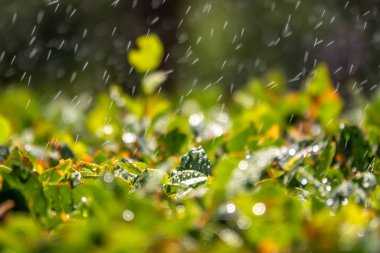 Sulama suyuyla budanmış çalılar. Doğal arkaplan