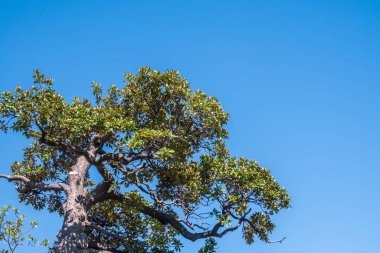 Taze manolya yaprakları dalda. Magnolia soulangeana, çay tabağı manolyası, taze yeşil yapraklı bir dal.