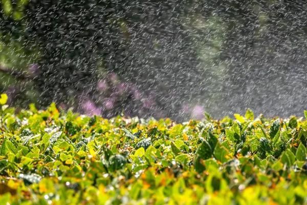 Trimmed bushes with spray of water from irrigation. Natural background