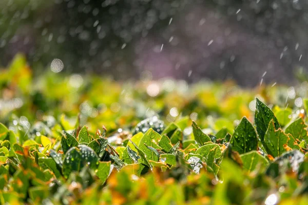 Trimmed bushes with spray of water from irrigation. Natural background